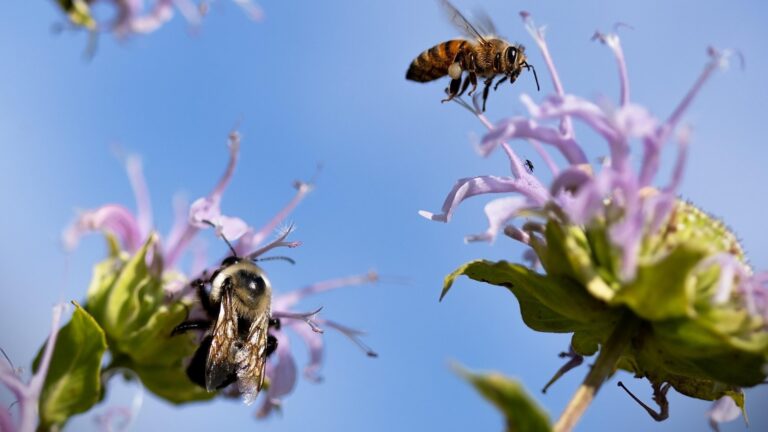 Lezing in Streeknatuurcentrum over wilde bijen