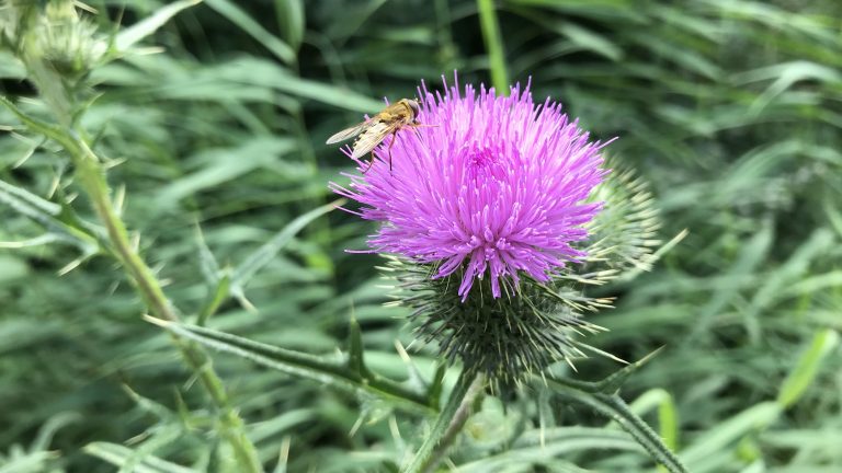 Lezing over natuurfotografie bij NVWA