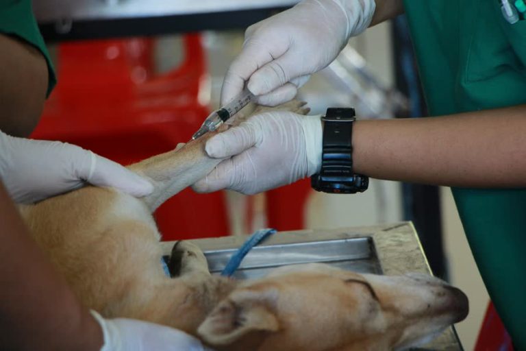 Onbevoegd werken bij dierenarts: ook hier staan ze aan de operatietafel