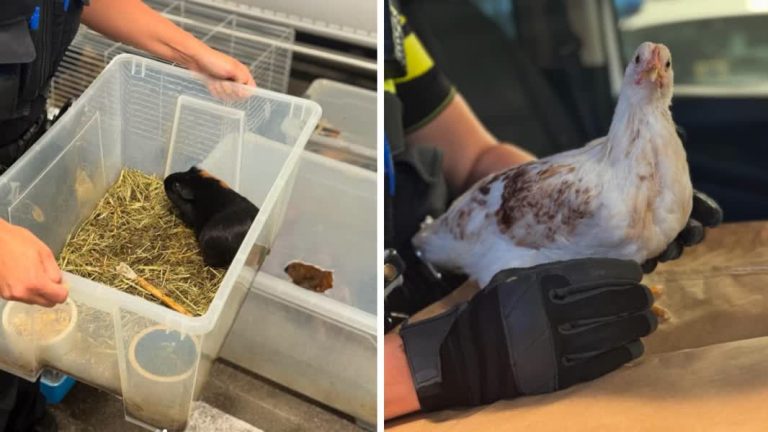 Politie neemt kippen en cavia’s in beslag