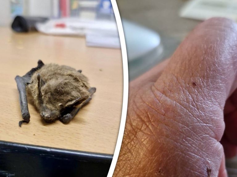 Henri (66) wordt gebeten door besmette vleermuis: ‘Raak ze nooit aan’