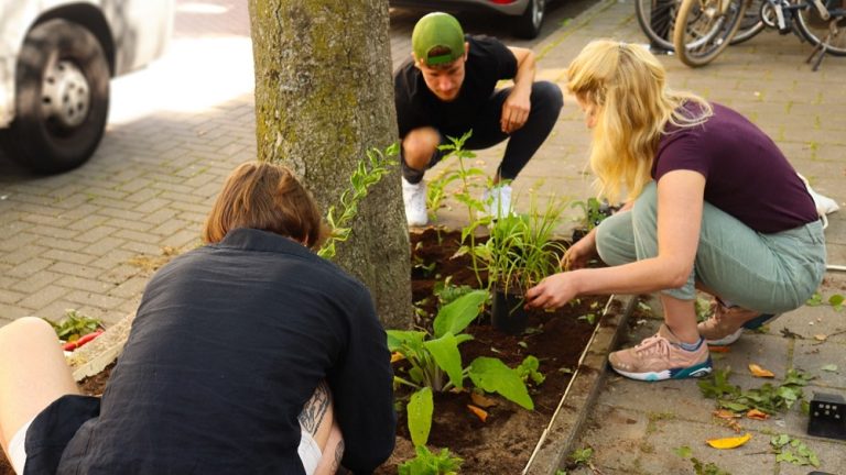 Papendrechters kunnen boomspiegels adopteren: ‘een boomspiegel is zoveel meer dan alleen mooi’