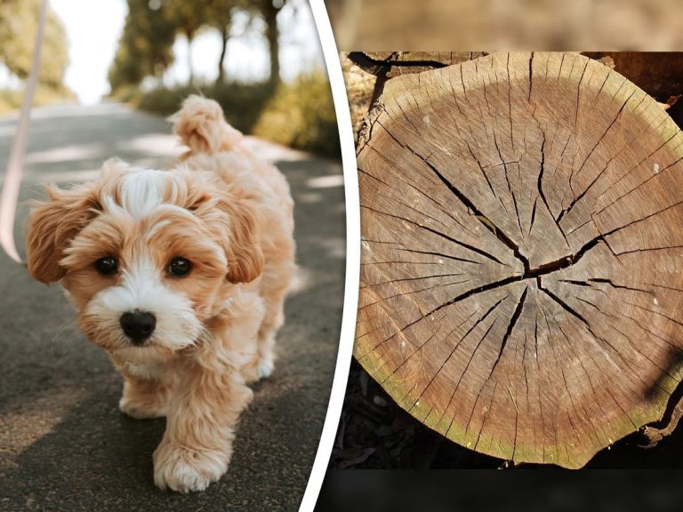 Als Harry in de stress raakt, masturbeert hij in het park: ‘Ik deed rek- en strekoefeningen’
