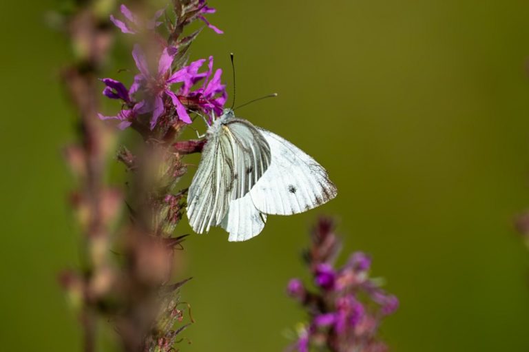Natuurexcursies in september: Dordtse Biesbosch en Heemtuin Alblasserbos