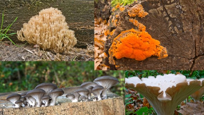 Paddestoelen Jan Tuin