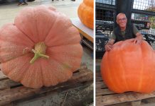 Alblasserdammer kweekt pompoen van 231 kg en wordt ‘slechts’ negende op NK