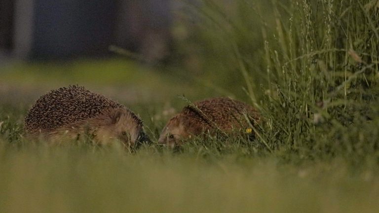 Natuur- en Vogelwacht: ‘het leven van de egel’