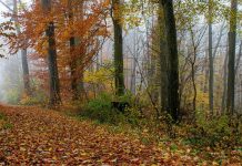 Streeknatuurcentrum organiseert herfstwandeling in het Alblasserbos