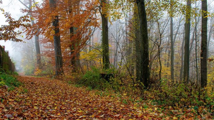 Herfst koos leeuwenstein