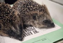 Egelopvang tikt de 1000 diertjes aan: ‘Wip tegels en red egels!’