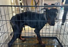 Eigenaar laat vermagerde Dobermann permanent in ernstig vervuilde kooi staan