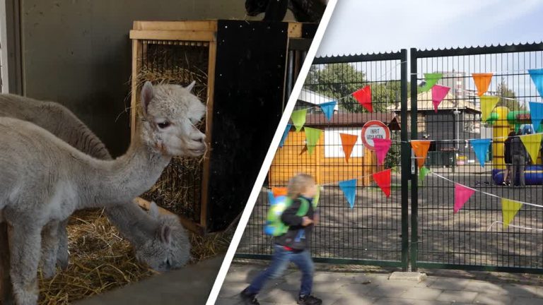 Kinderboerderij Papenhoeve viert 50 jaar bestaan: ‘Bij ons is het elke dag dierendag’ (Video)