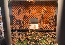 Hier maken ze burgers en balletjes van sprinkhaan: ‘Mensen vinden dit een vies idee’