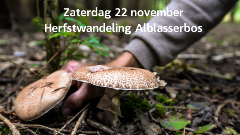 Herfstwandeling in het Alblasserbos bij Streeknatuurcentrum
