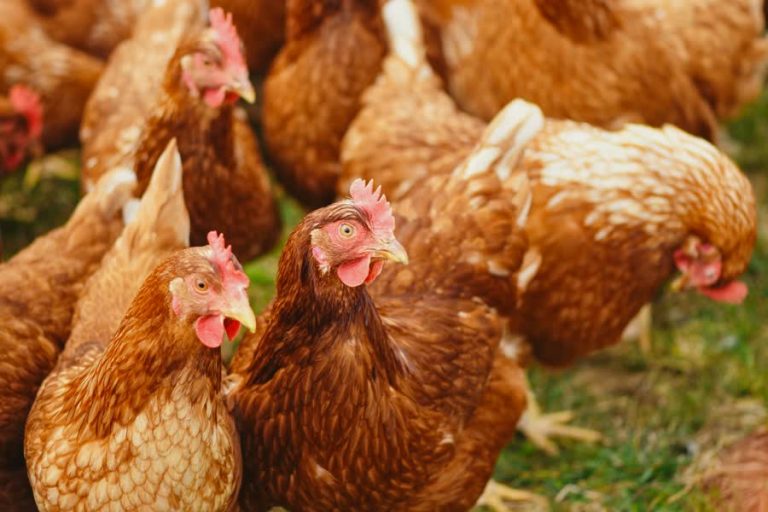 Vogelgriep in onze streek: 16.000 kippen worden gedood