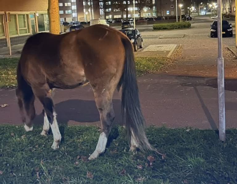 Paarden ontsnappen uit manege en gaan aan de wandel door Papendrecht