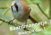 Lezing over wondere wereld van vogelnamen en vogelaarsjargon