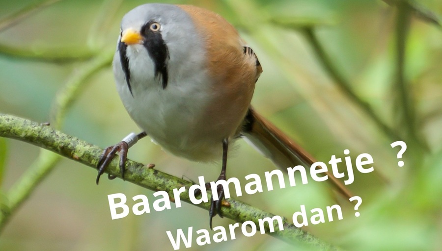 Lezing over wondere wereld van vogelnamen en vogelaarsjargon