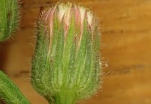 Streeknatuurcentrum organiseert Oudejaars Plantenjacht