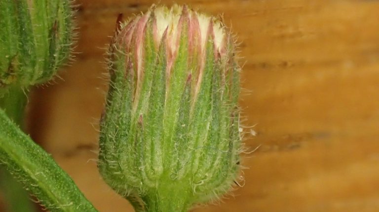 Streeknatuurcentrum organiseert Oudejaars Plantenjacht