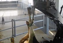 Uitgeputte koe krijgt stroomstoten, veehandelaar sleept haar weg met touw