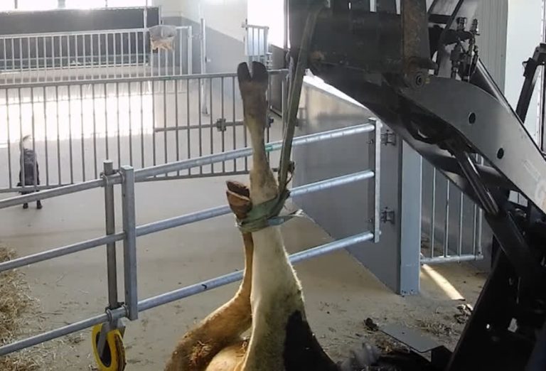 Voorwaardelijke celstraffen voor veehandelaren die zieke koe met touw de veewagen insleurden