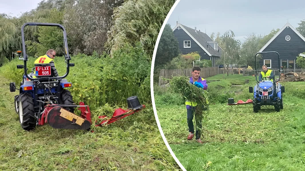 Hennep helpt niet om vervuilde moestuinen schoon te maken, blijkt uit proeven