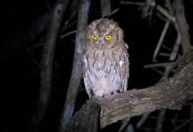 Braakballen pluizen in Streeknatuurcentrum