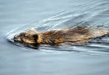 Waterschap helpt bij bestrijding van muskusratten, in 2034 moeten ze zijn uitgeroeid