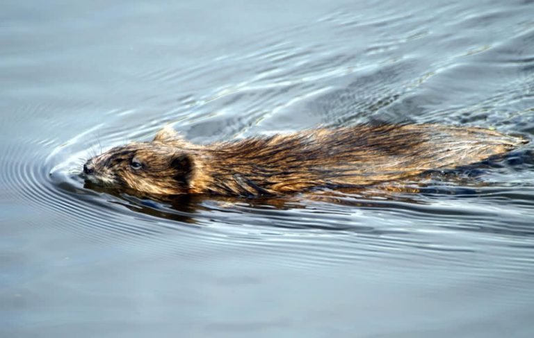 Waterschap helpt bij bestrijding van muskusratten, in 2034 moeten ze zijn uitgeroeid