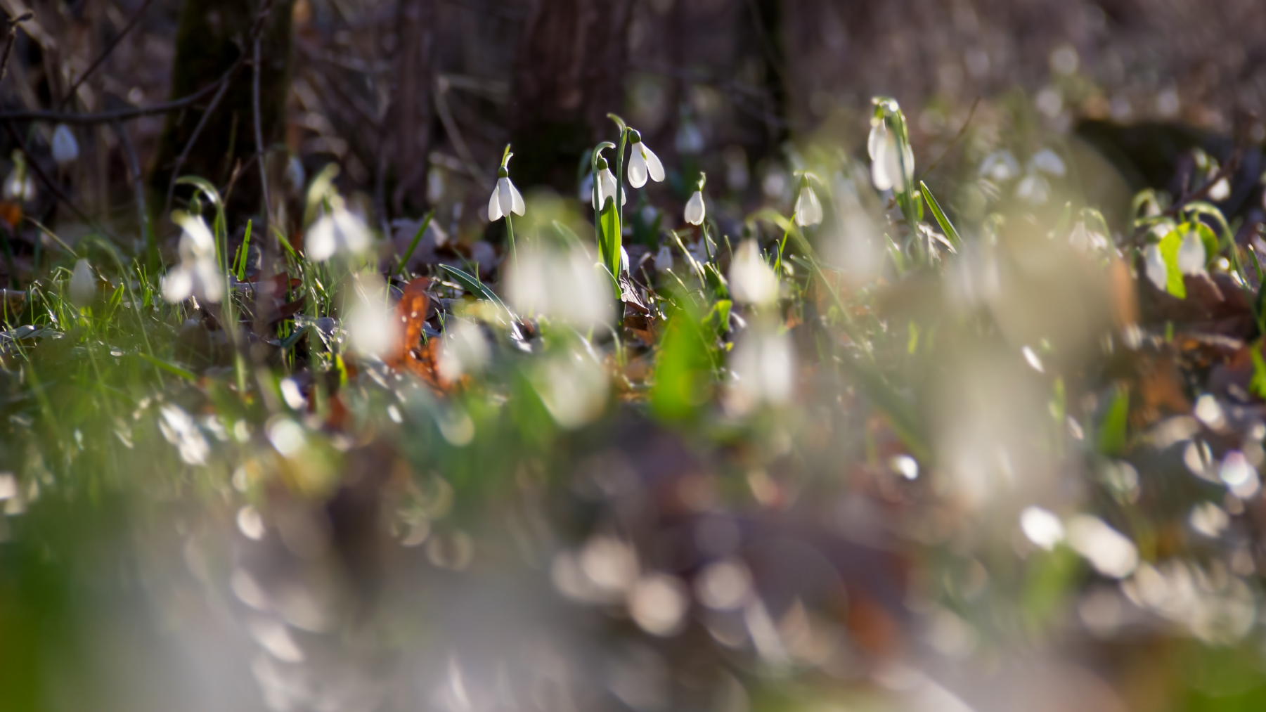 Sneeuwklokjeswandeling in het Stambos