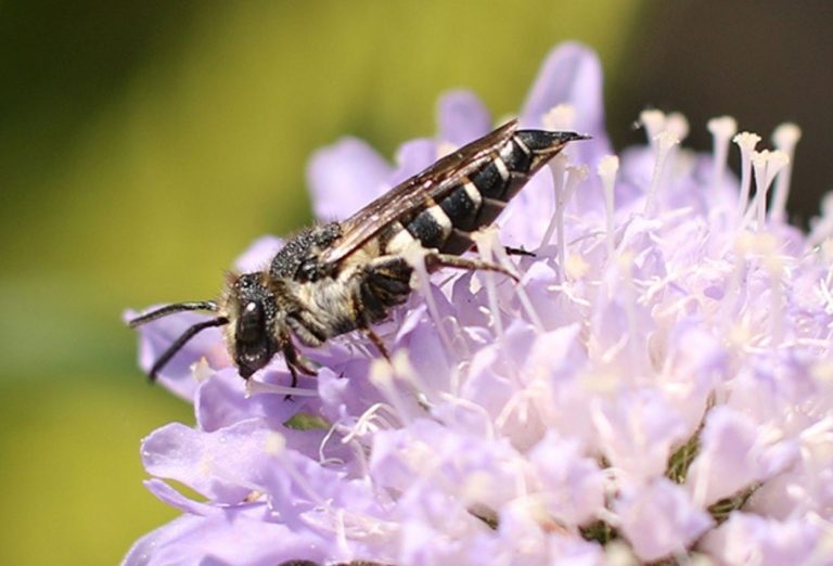 19 februari lezing Biodiversiteit