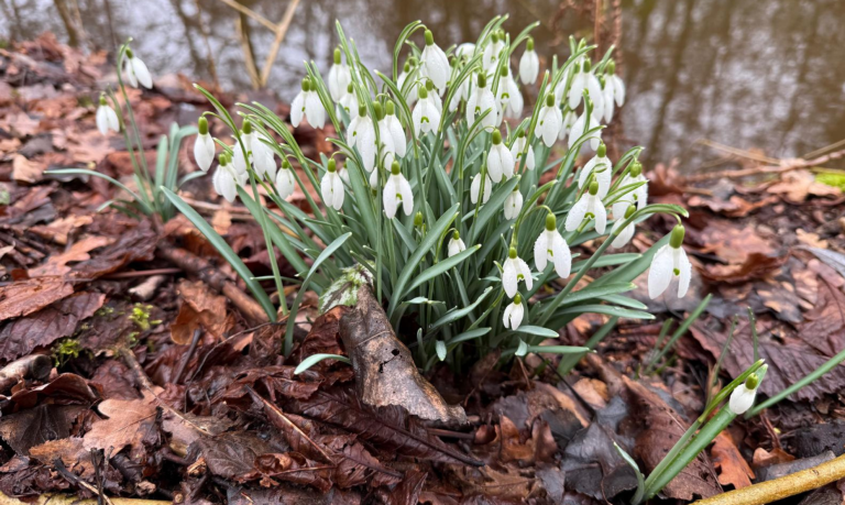 Voorjaarswandeling in het Stambos: ontdek bloeiende sneeuwklokjes in het Alblasserbos