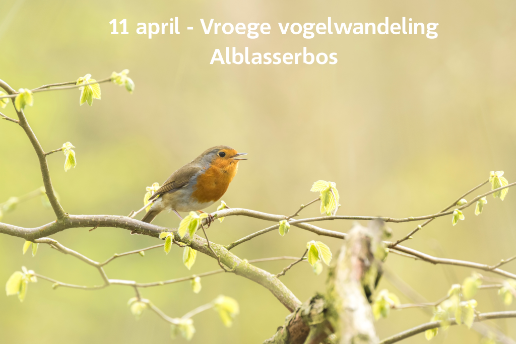 Vroege vogelwandeling in het Alblasserbos