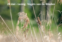 ‘Van aalscholver naar zomertaling – vogels van De Wieden’