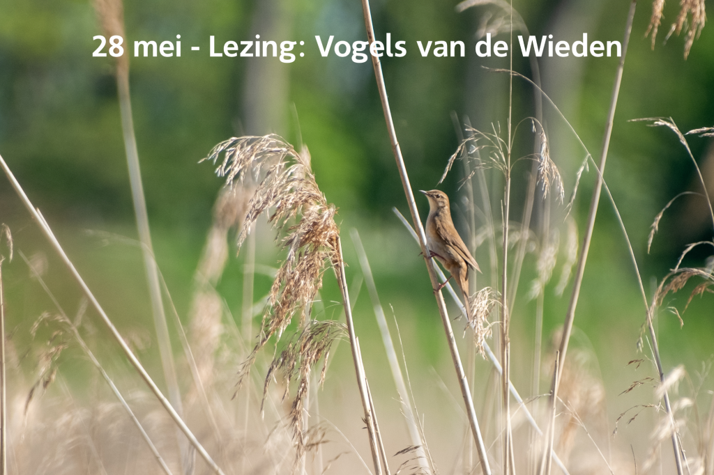 ‘Van aalscholver naar zomertaling – vogels van De Wieden’