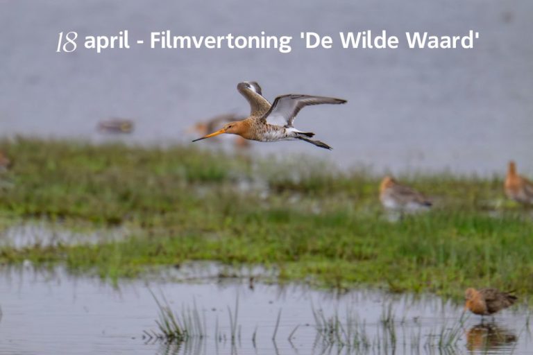 Vertoning natuurfilm ‘De Wilde Waard’ op 18 april in het Streeknatuurcentrum Alblasserwaard