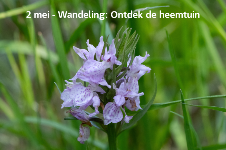 Ontdek de Heemtuin van het Streeknatuurcentrum Alblasserwaard