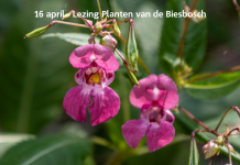 Lezing: een plantaardig verhaal op 16 april door Pieter Schook