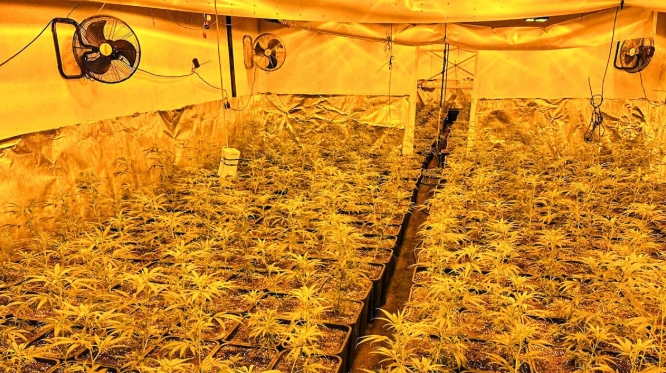 Hennepkwekerij en illegale slaapplekken ontdekt in Ridderkerk