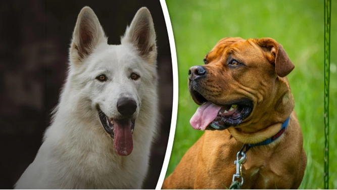 Met dubbele tong zou Toon zijn hond hebben opgehitst: ‘Ik ben 62, dat zou ik nooit doen’