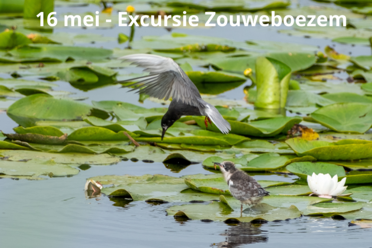 Excursie Zouweboezem (16 mei, Nationale Vogelweek)