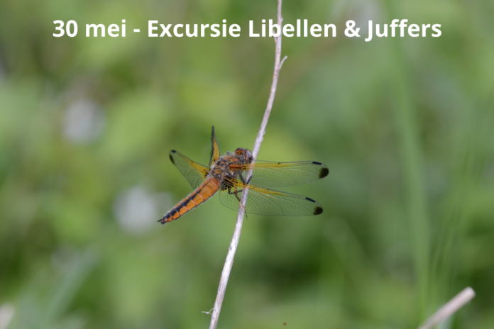 30-mei-Excursie-libellen