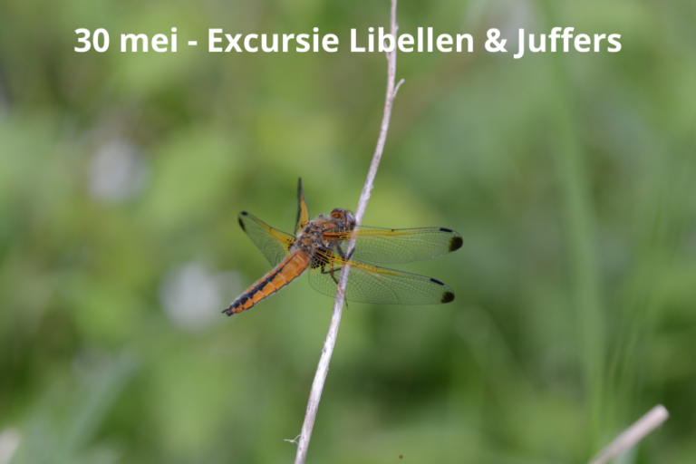 30 mei Excursie libellen en juffers