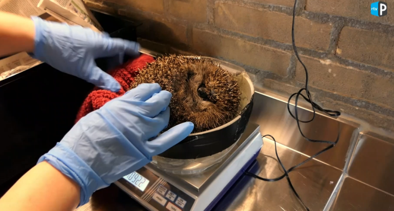 Open dag Egelopvang Papendrecht (Video)