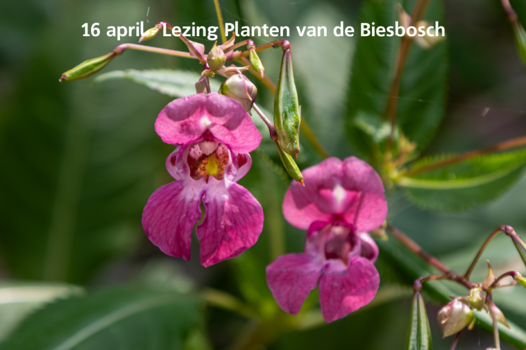Een plantaardig verhaal over de Biesbosch door Pieter Schook