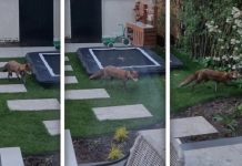 Vos laat zijn snuit zien in Dordtse woonwijk: ‘Ik wist niet wat ik zag’