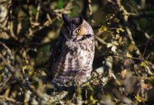 Midzomernachtwandeling in het Alblasserbos