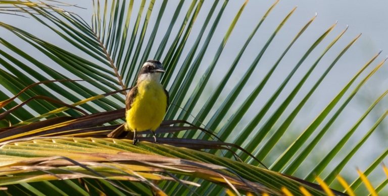 Lezing: De vogels van Suriname – een reis door natuur, cultuur en verwondering
