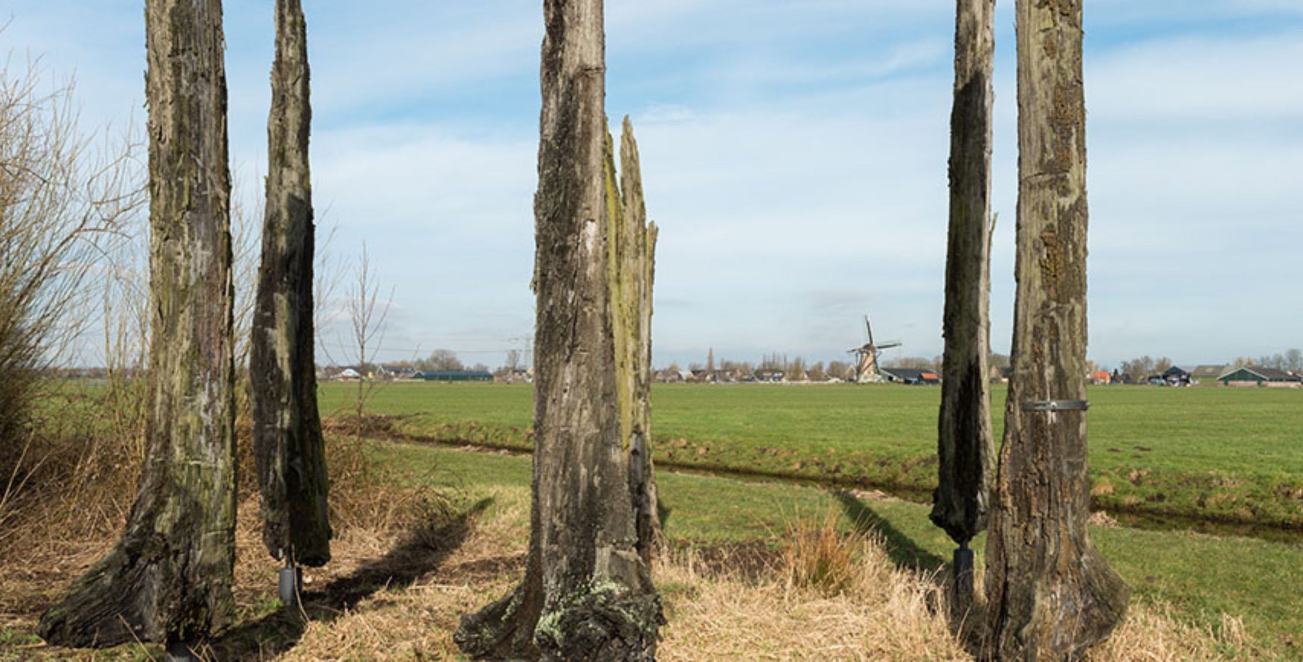 Wandeling naar de 5000 jaar oude Veeneiken in het Alblasserbos